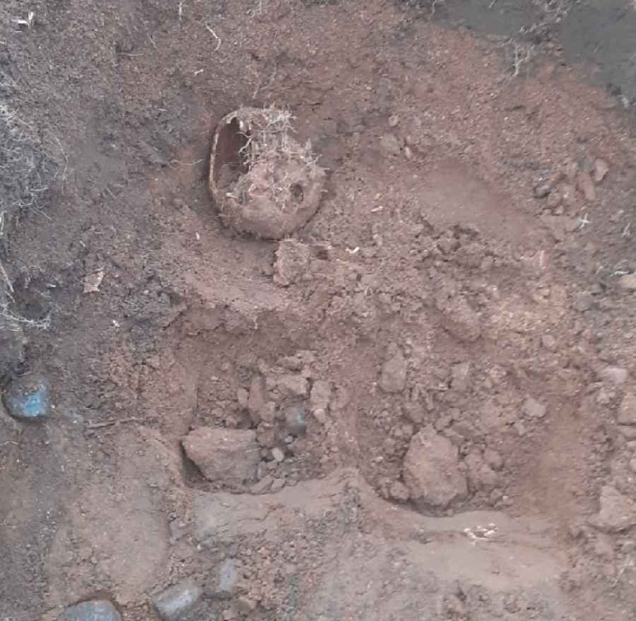 Боровичанин откопал на своем огороде человеческие останки