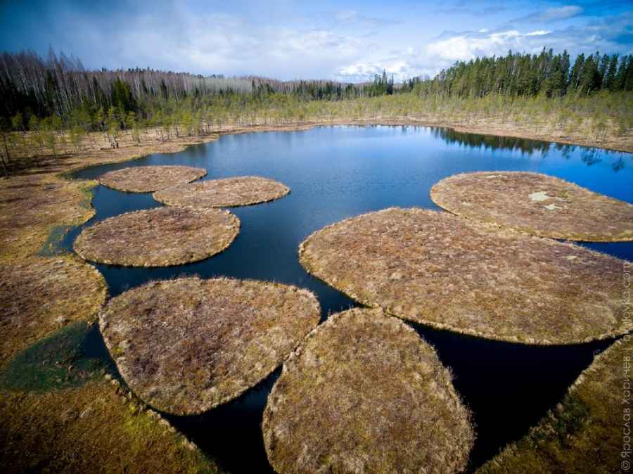 Окуловский фотограф сделал «космические» снимки травяных островов на озере
