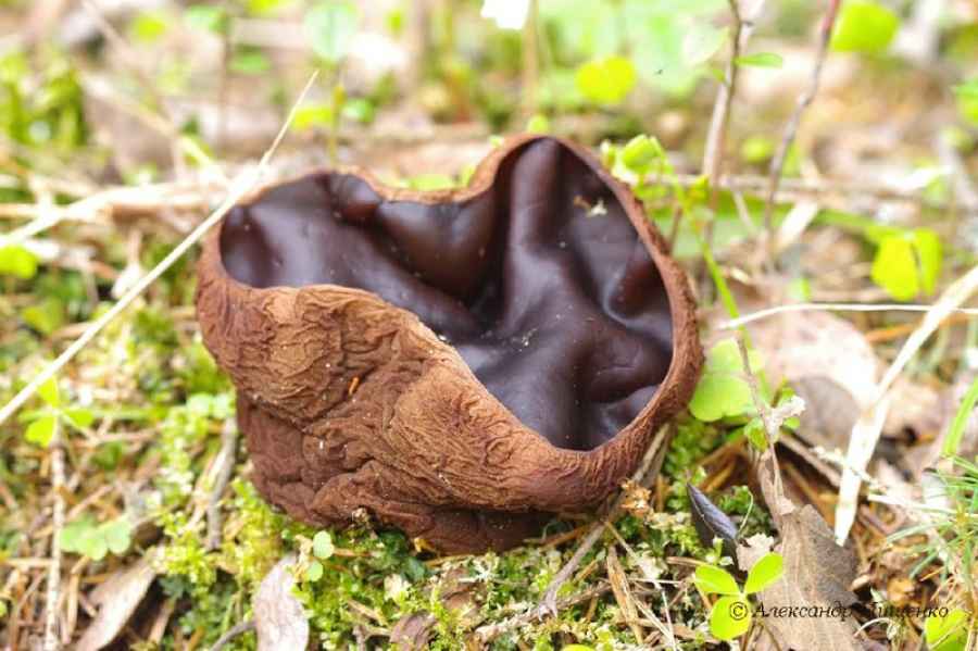 В Новгородской области обнаружили новый вид грибов, который называют «ведьминым котелком»