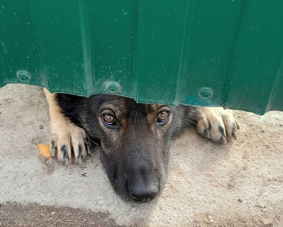 До 1 марта владельцы собак должны зарегистрировать своих питомцев в региональной базе