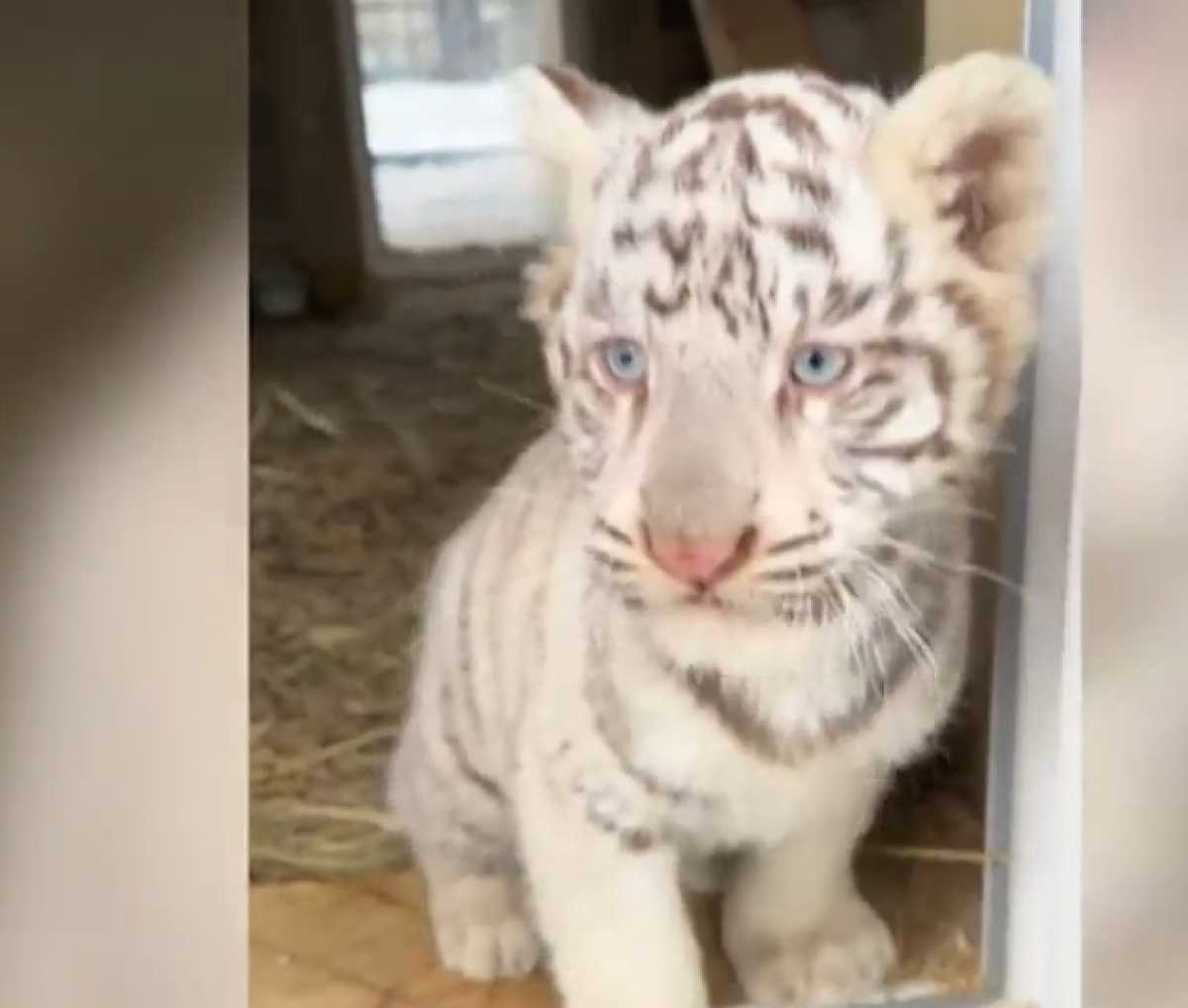 Тигрица Маша из окуловского зоопарка побывала на приёме у петербургских ветеринаров