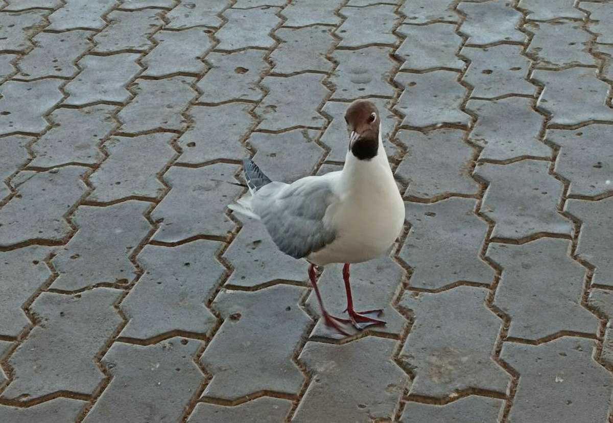 В Новгородской области сохранится прохладная погода.