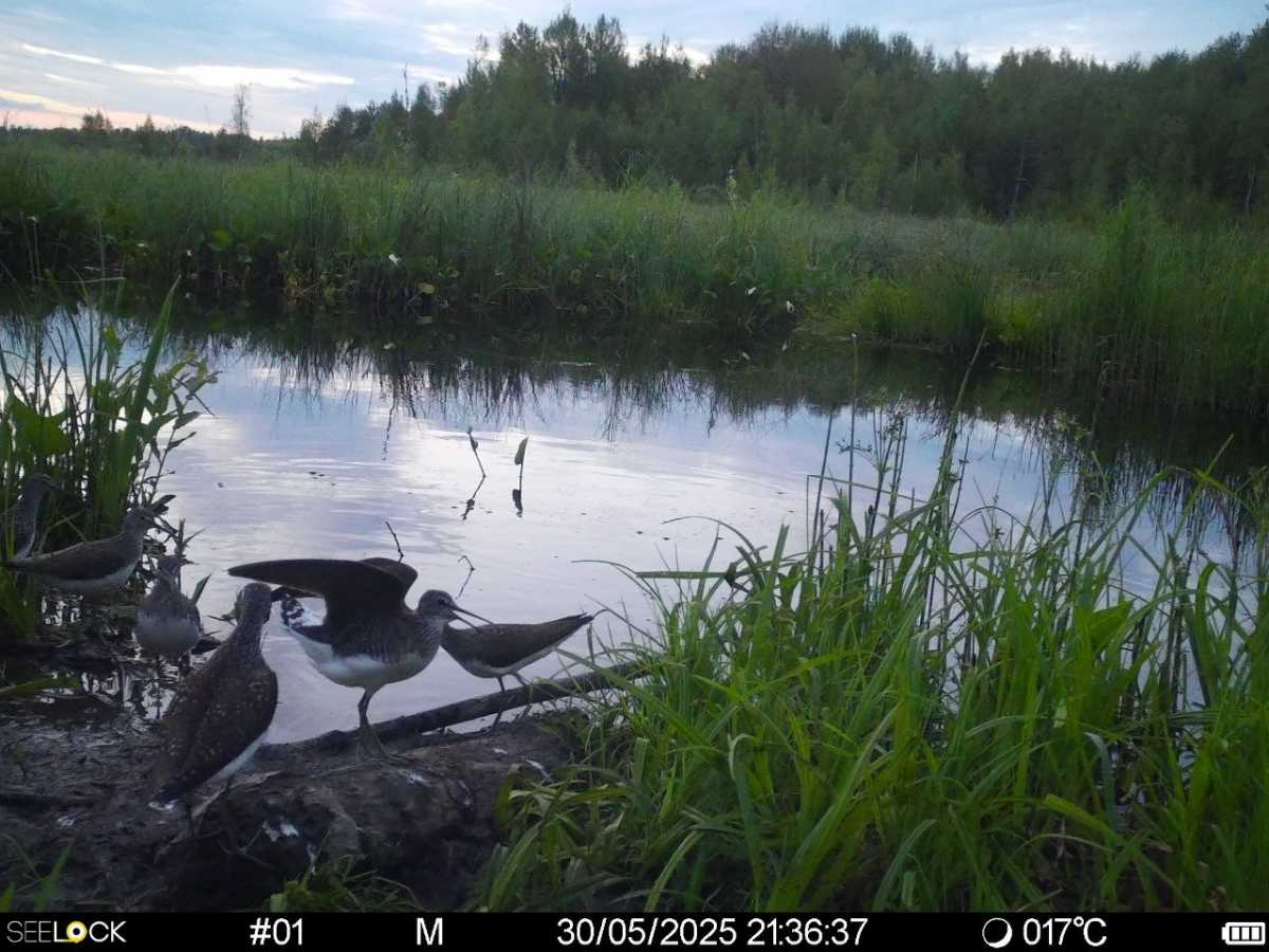 Черныши – один из примерно полутора десятков видов куликов, населяющих Рдейский заповедник.