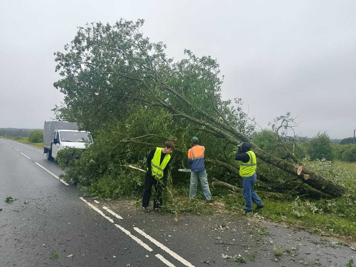 На дорогах области спилили 956 аварийных деревьев и одиночных кустарников.