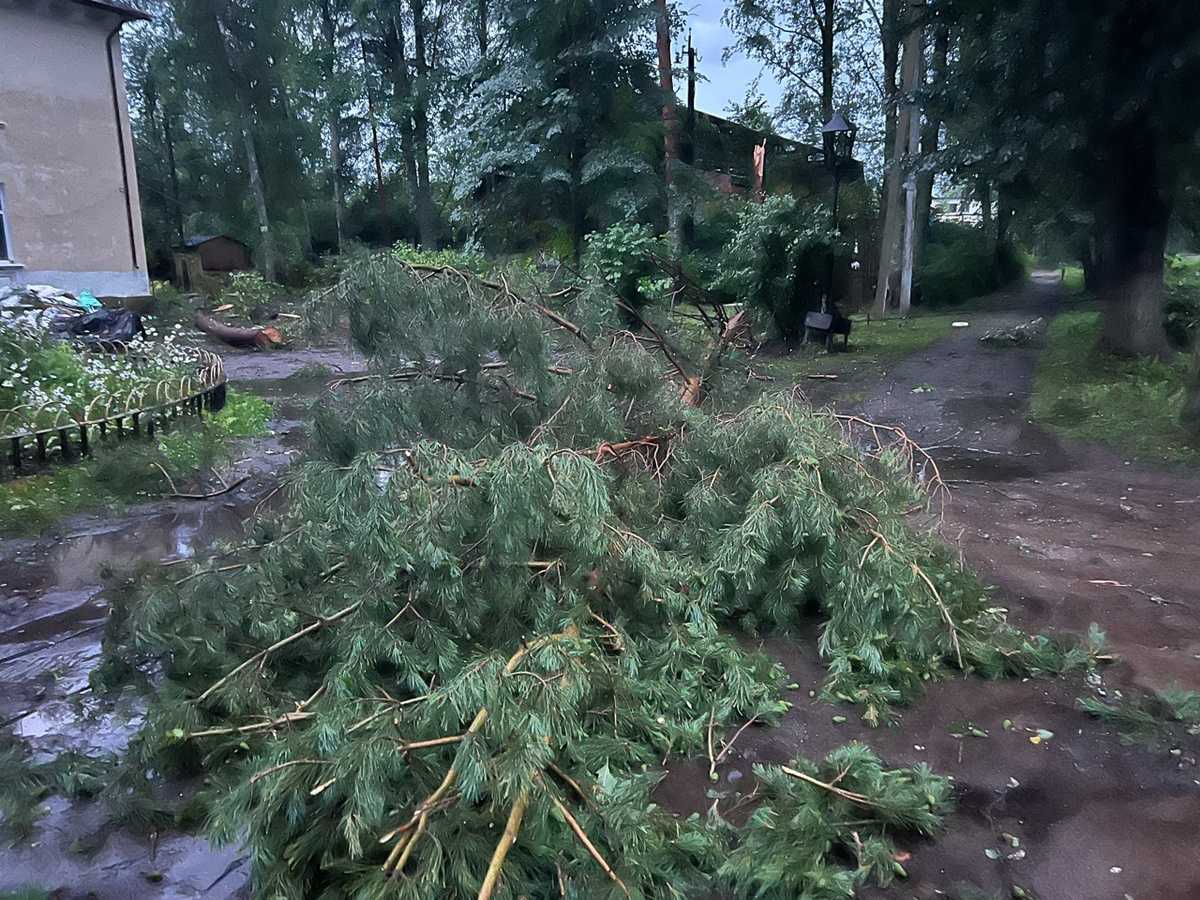 Основная причина отключений – падение деревьев на линии электропередач.