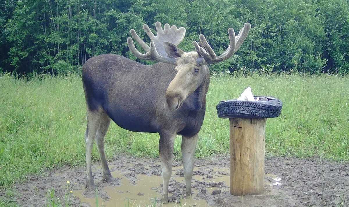 Соль помогает лосям отрастить впечатляющие рога.