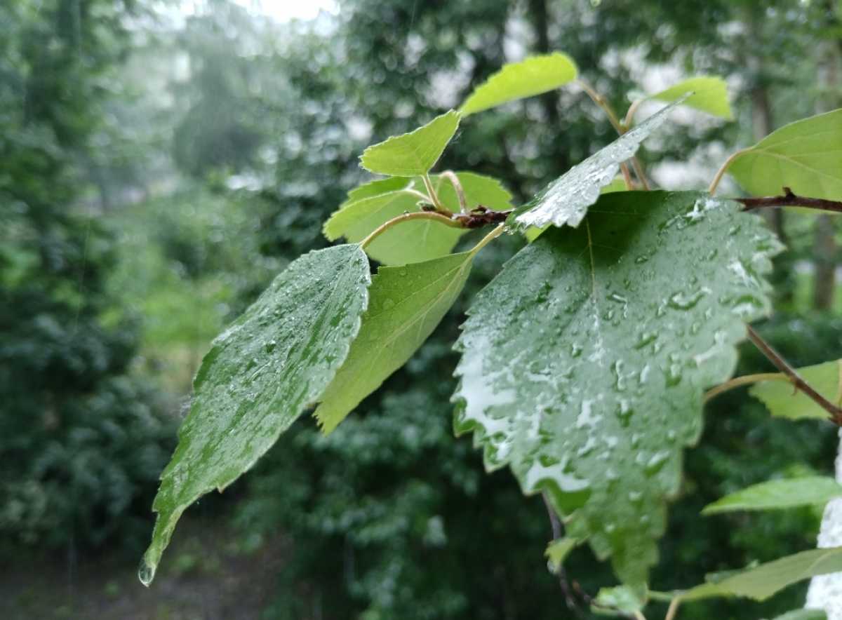 В воскресенье в регионе возможны кратковременные дожди. Местами с грозами и ливнями.
