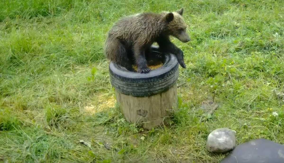 Медведь пожелал трапезничать.