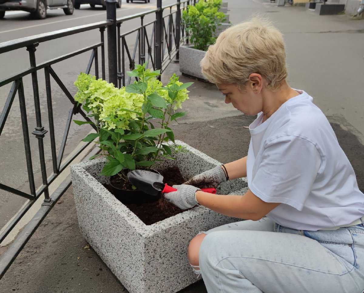 Гортензии высадили в 12 вазонах, которые установили на Чудинцевой улице.