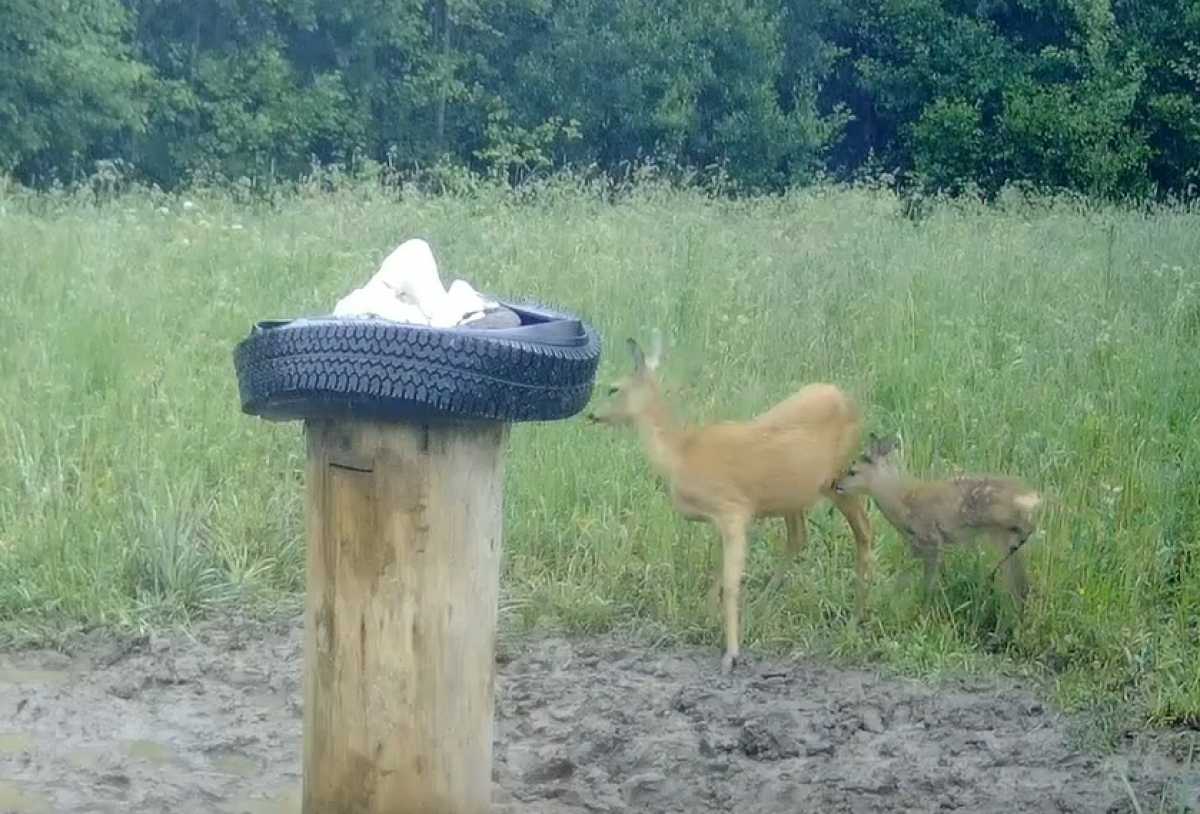 Косули любят отведать соли на кормушках – солонцах.