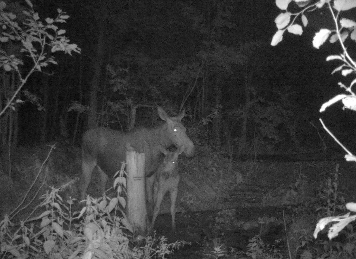 Фотоловушки позволяют понаблюдать за животными, не нарушая их спокойствия.