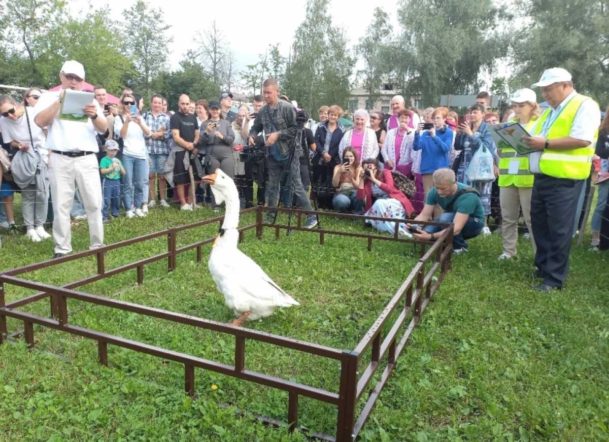 В «Гусиных бегах» участвуют и сами хозяева, ведь они должны подгонять своих гусей до линии финиша.