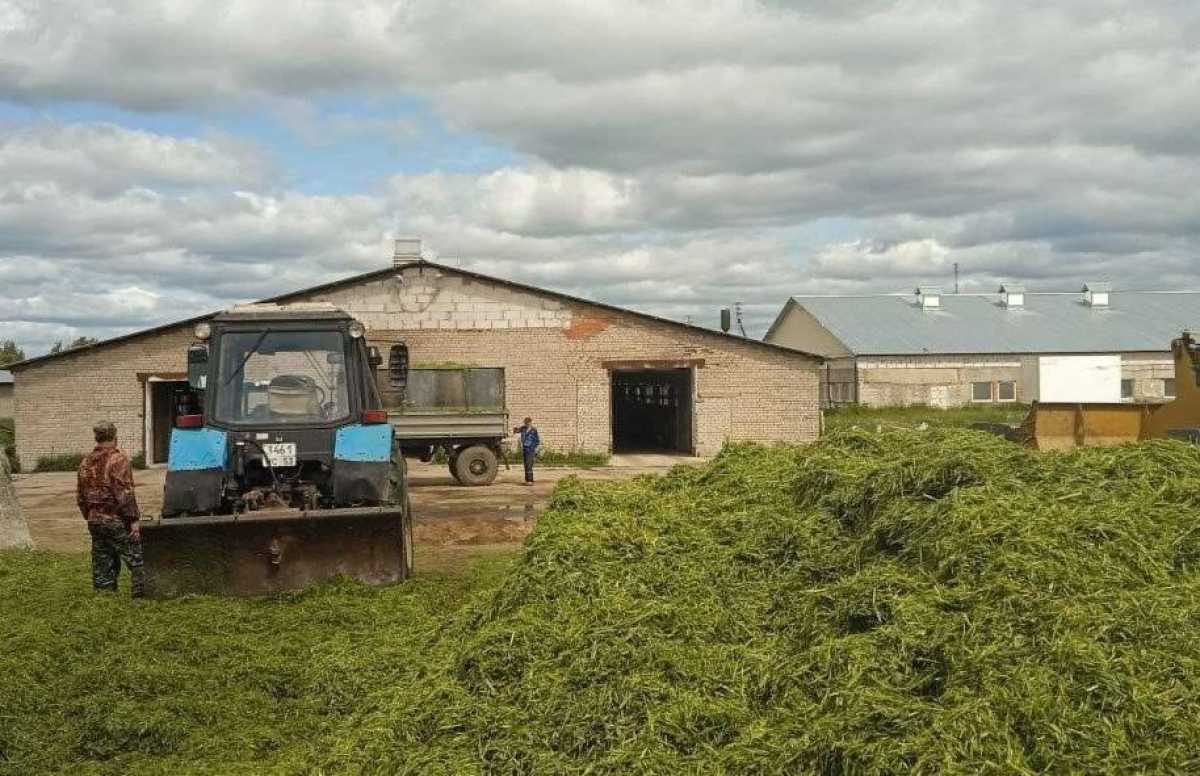 В Мошенском округе работает крупное молочное хозяйство – ООО «Русь».