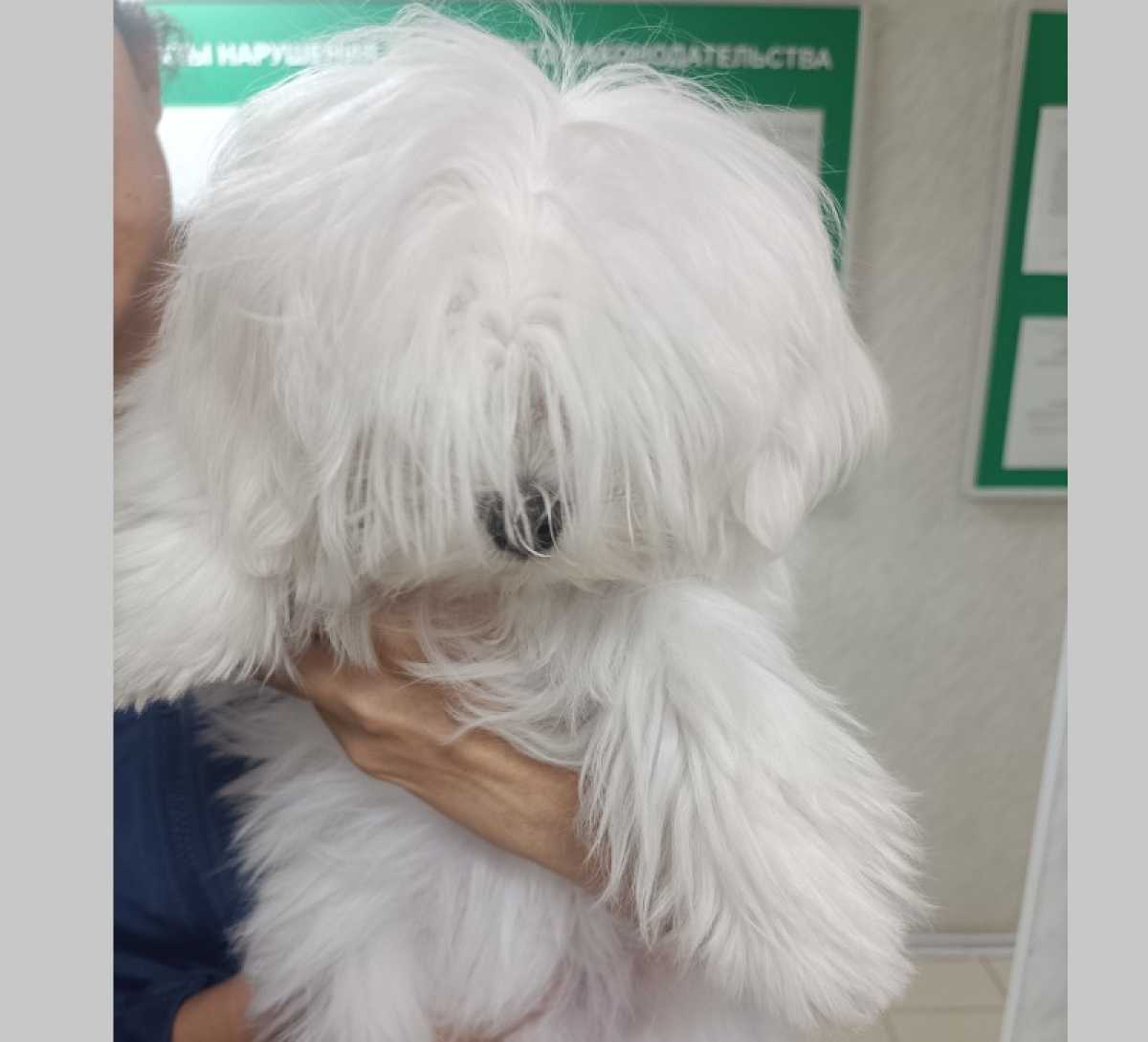 Государственный инспектор убедился, что животное здорово, имеет ветеринарный паспорт и другие докуме