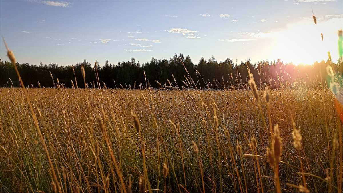 Организаторы готовят демонстрацию сортов картофеля и овощей российской и зарубежной селекции, средст