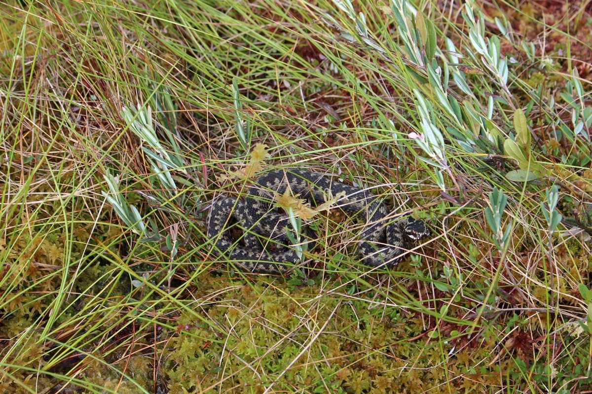 Биологи внимательно смотрят под ноги и регистрируют всех обнаруженных амфибий и рептилий.