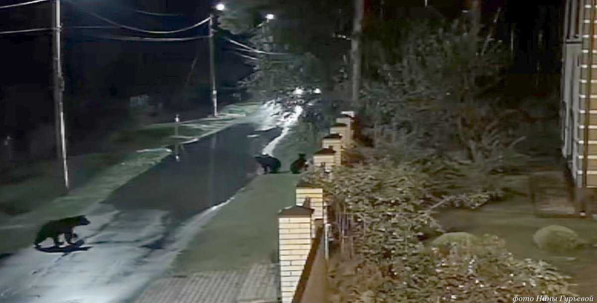 Жители предположили, что зверей могли привлечь запахи от переполненных мусорных баков с остатками ед