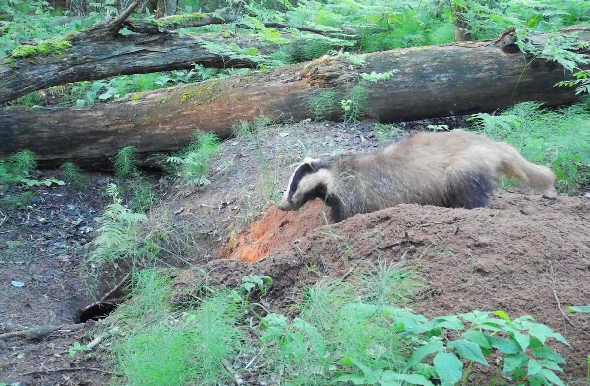 Барсуки вычистили шесть отнорков из 10.