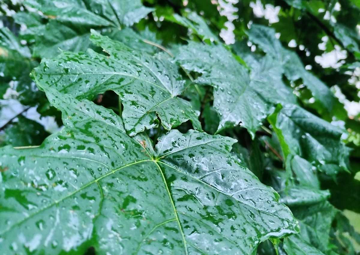 Ночь 29 августа пройдёт в основном без осадков, а днём возможны небольшие дожди.