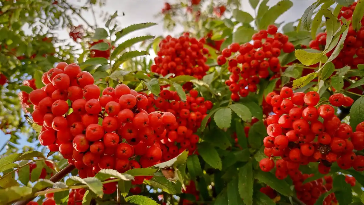 В последний день лета, 31августа, жителей Новгородской области ожидает облачная с прояснениями погод