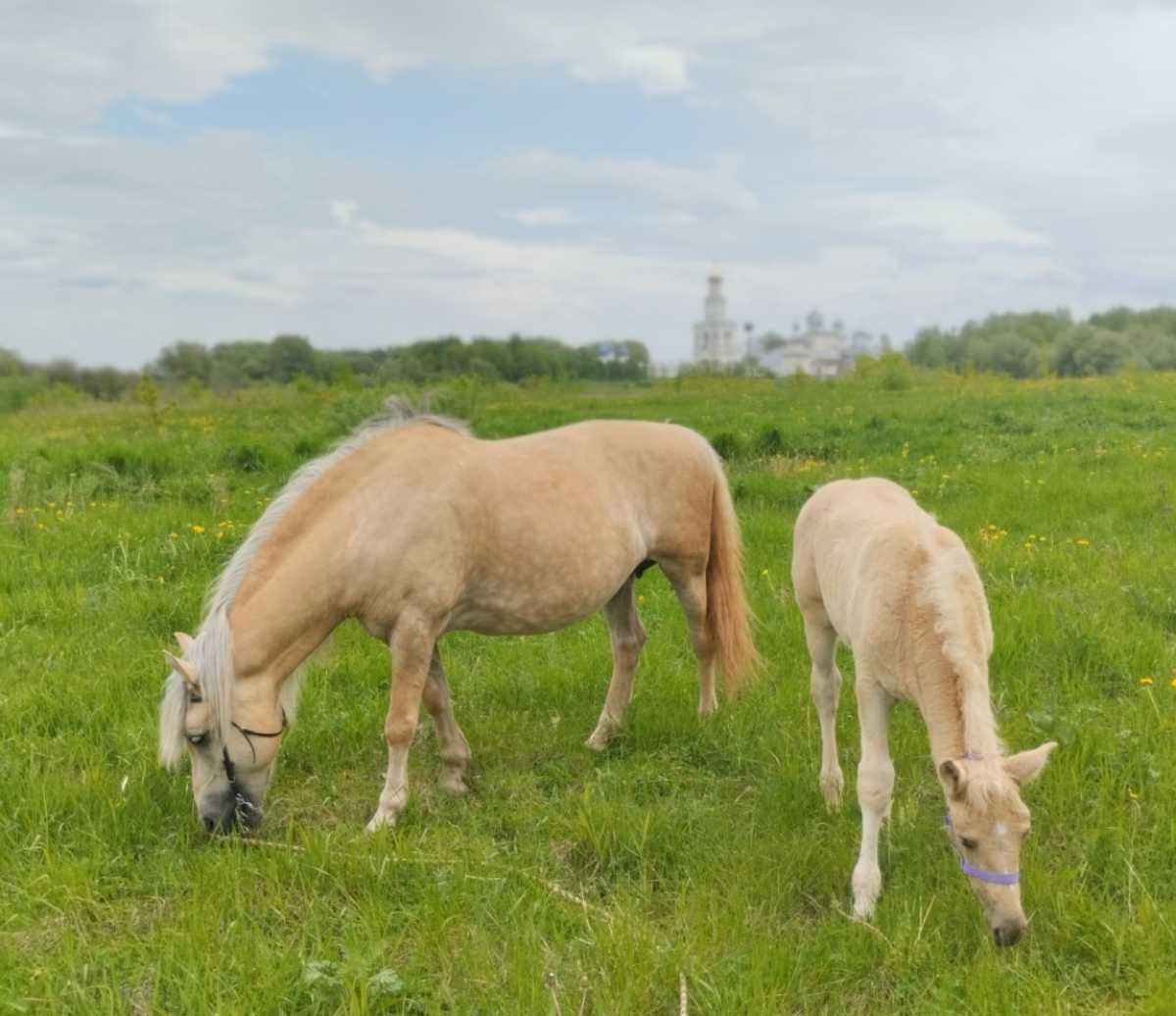 В «Витославлицах» сегодня пройдёт этнографическая программа «Кто с конём, тот с добром»!