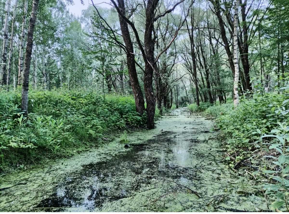 Андрей Устинов призвал грибников соблюдать меры безопасности при походе в лес.