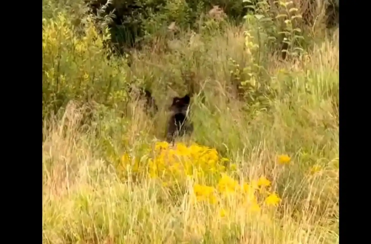 Медведи сумели подобраться так близко к городу, и их при этом почти никто не увидел.