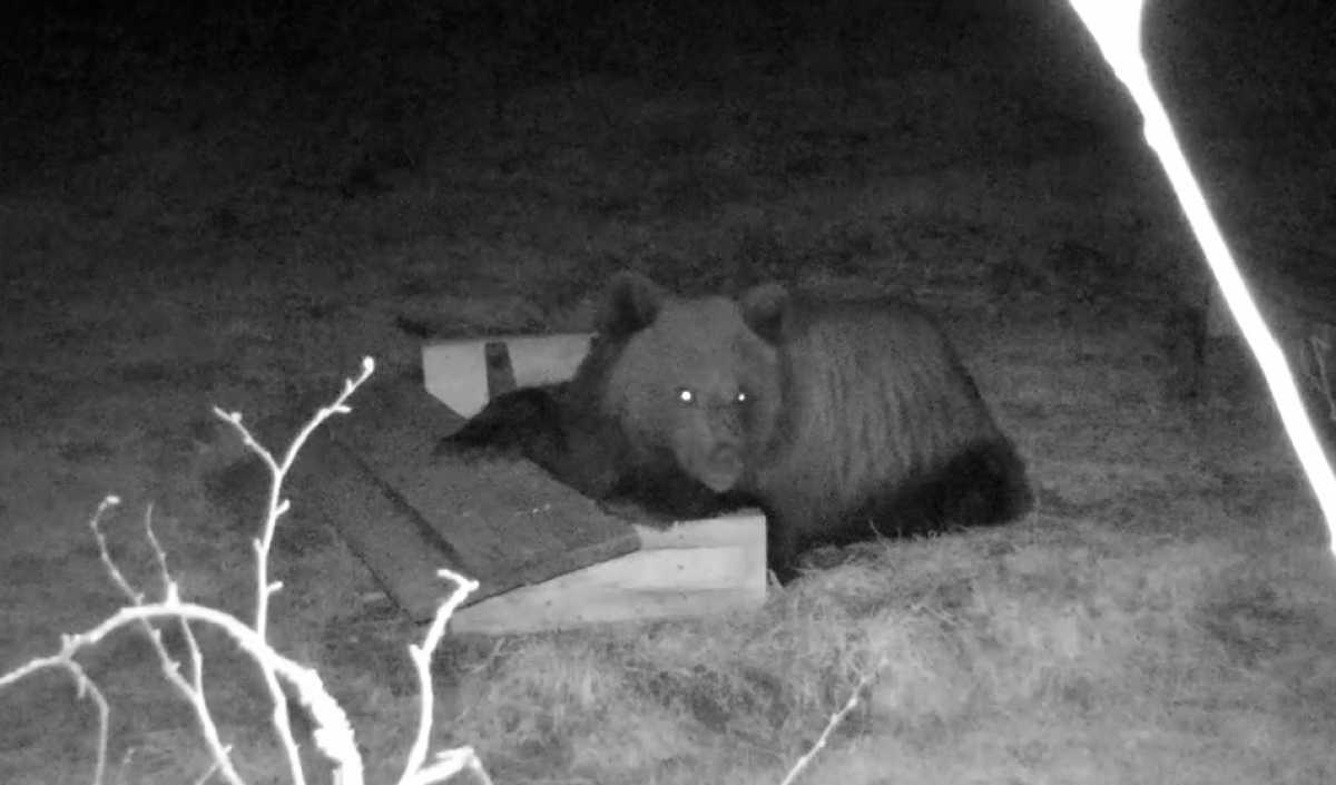 Медведь насладился трапезой под присмотром фотоловушки.