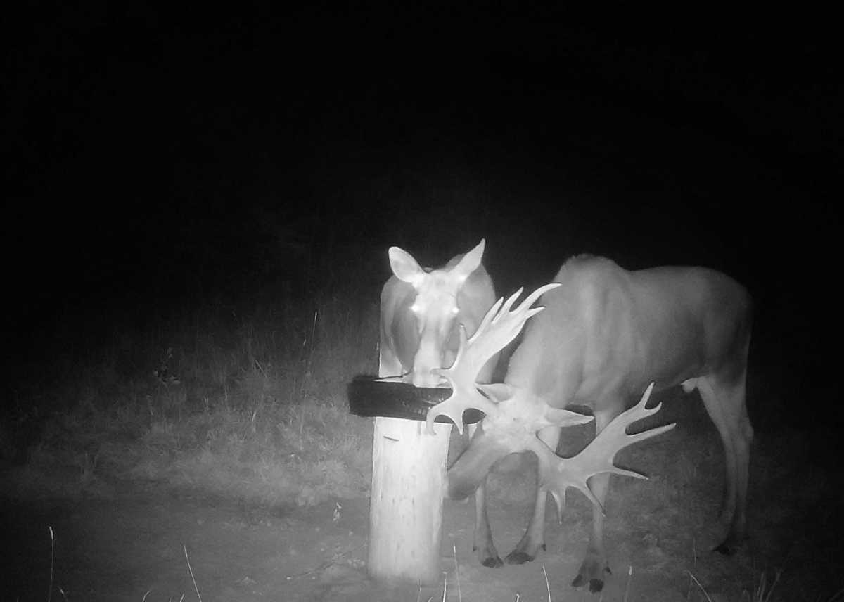 Сезон охоты на лося «на реву» продлится до 30 сентября.