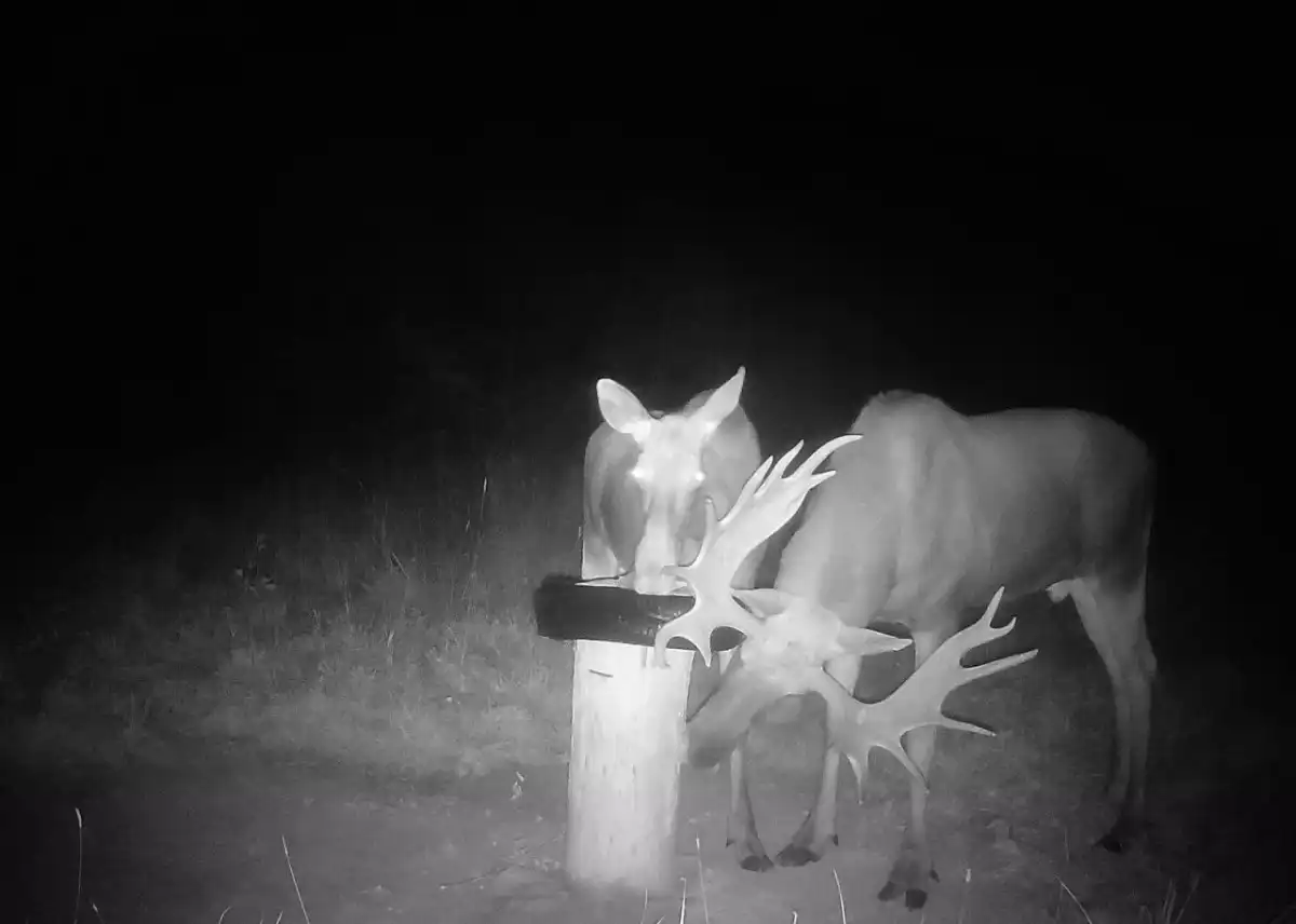 Сезон охоты на лося «на реву» продлится до 30 сентября.