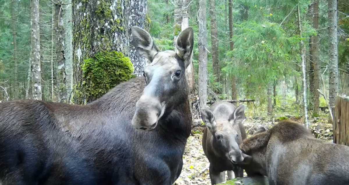 Гостям нацпарка «Валдайский» следует быть осторожными, чтобы не стать третьим лишним на лосином свид