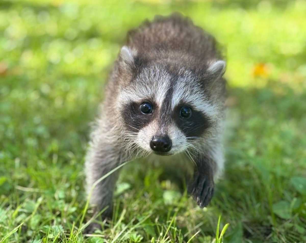 Маленькая енотиха Кузя изучает окружающий её мир.