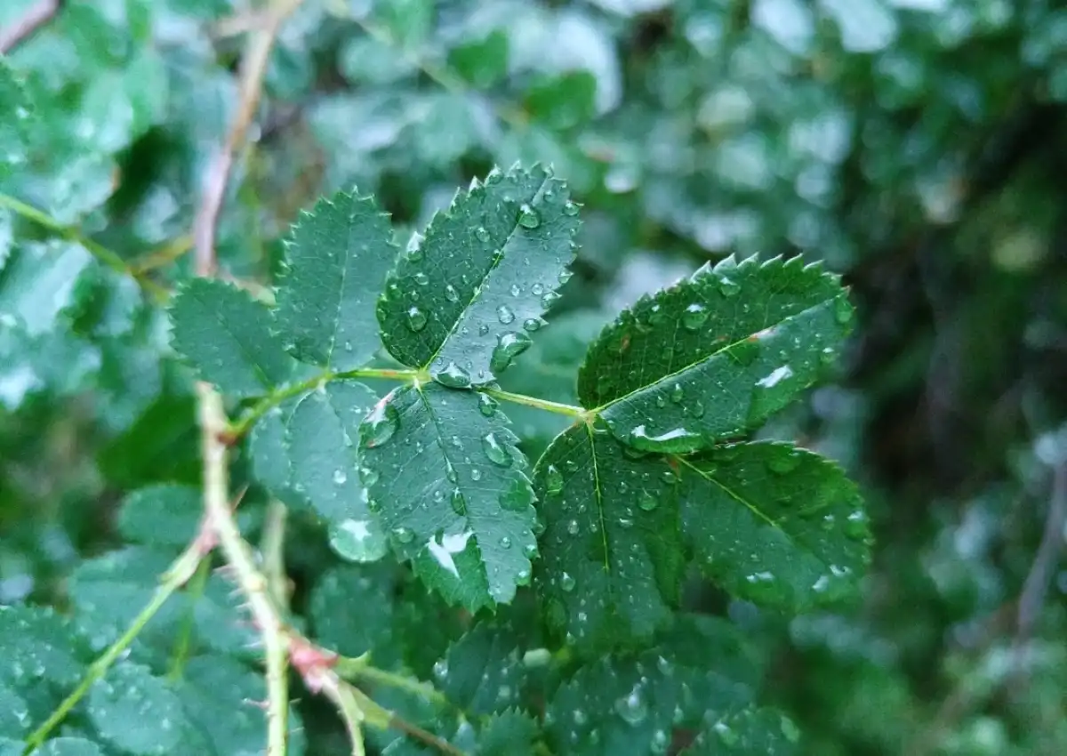Дожди в Великом Новгороде за три летних месяца превысили норму более чем в 1,5 раза.