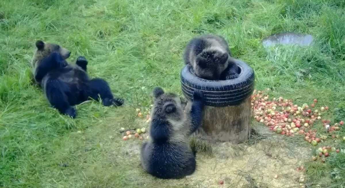 Медвежье семейство насладилось трапезой на кормушке.