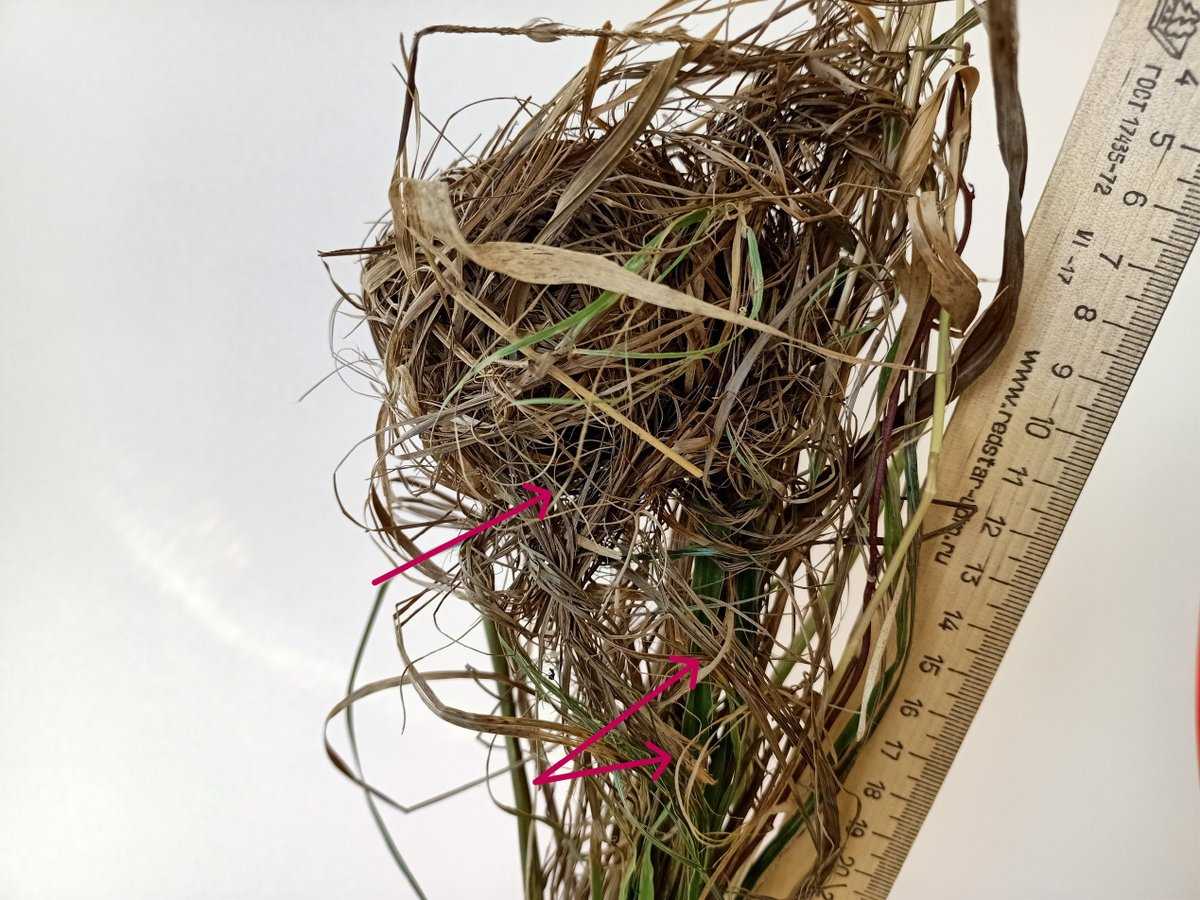 Заметить гнездо мыши-малютки непросто, так как оно очень небольшое.