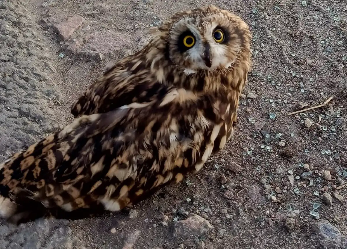 Сова сидела на обочине трассы Великий Новгород – Псков.