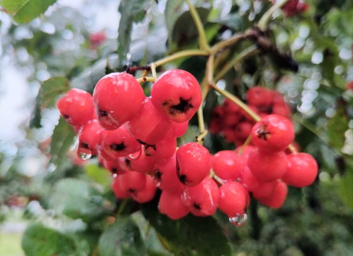 Завтра, 16 сентября, днём кратковременные дожди прогнозируют в большинстве районов.