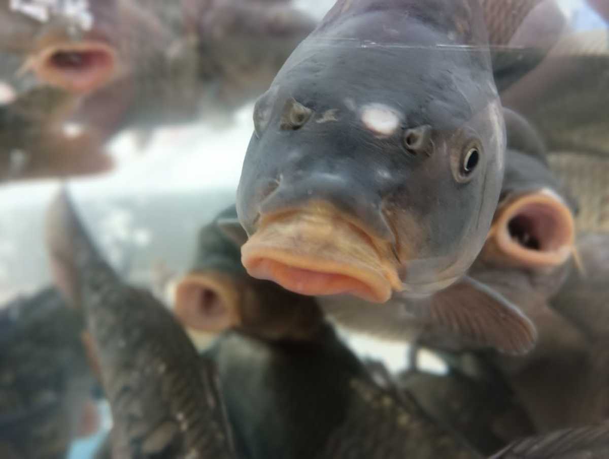 Необходимость импортозамещения, в том числе в рыбопромышленной отрасли, влияет на рост инвестиций в