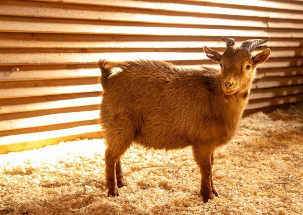 На территории зоопарка обитают более 100 животных, которые живут в больших вольерах, максимально при