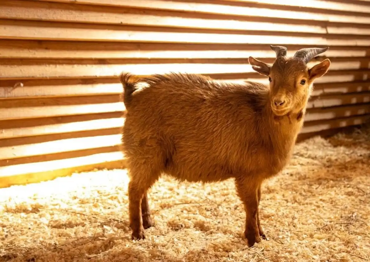 На территории зоопарка обитают более 100 животных, которые живут в больших вольерах, максимально при