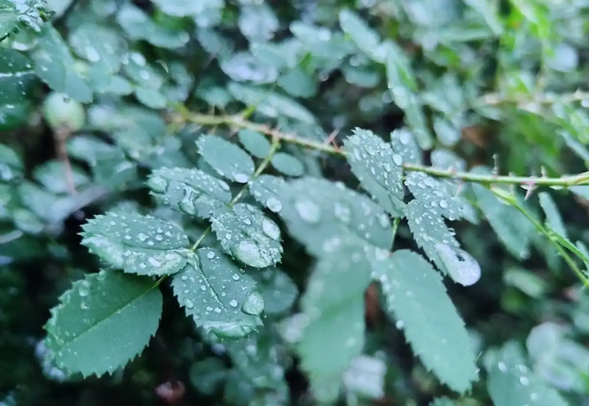 Завтра, 20 сентября, в регионе снова обещают дожди.