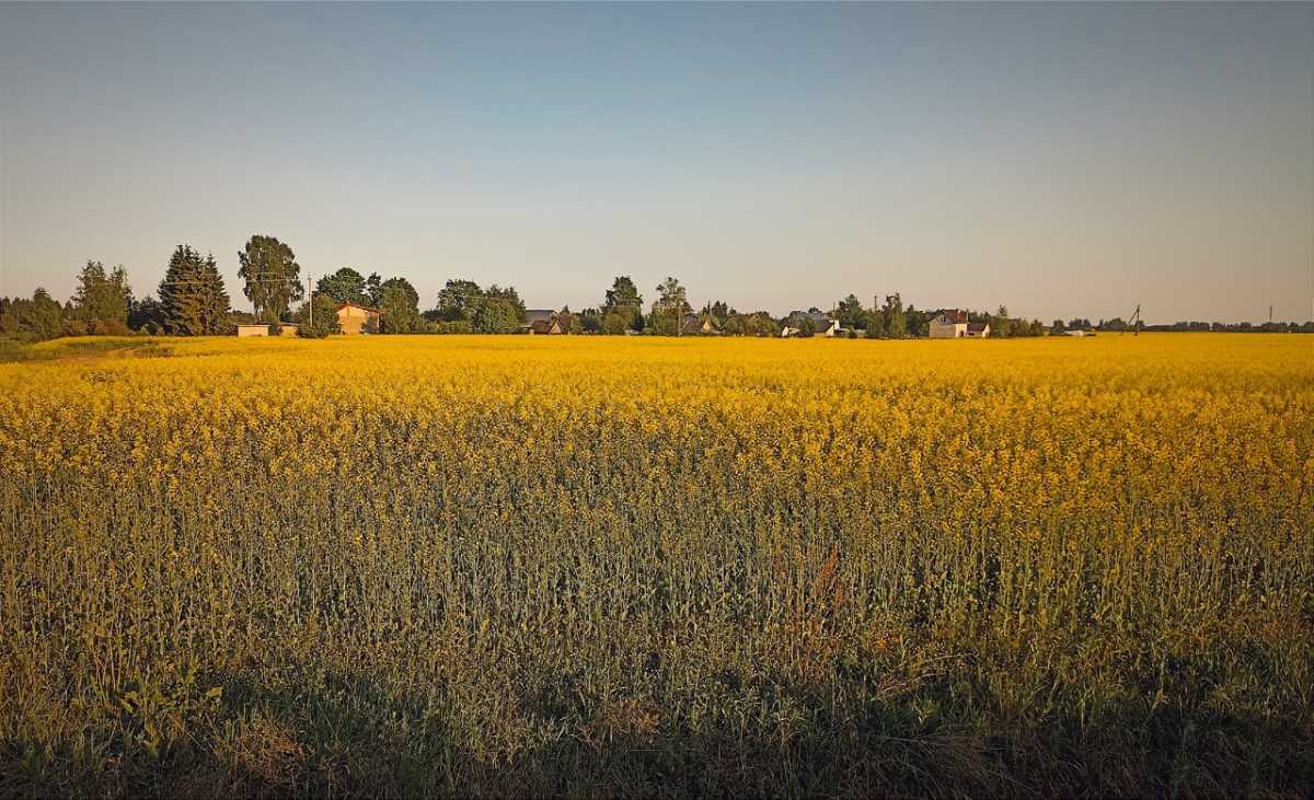 Перед участниками конкурса будет стоять задача создать положительный образ российского села и сельск