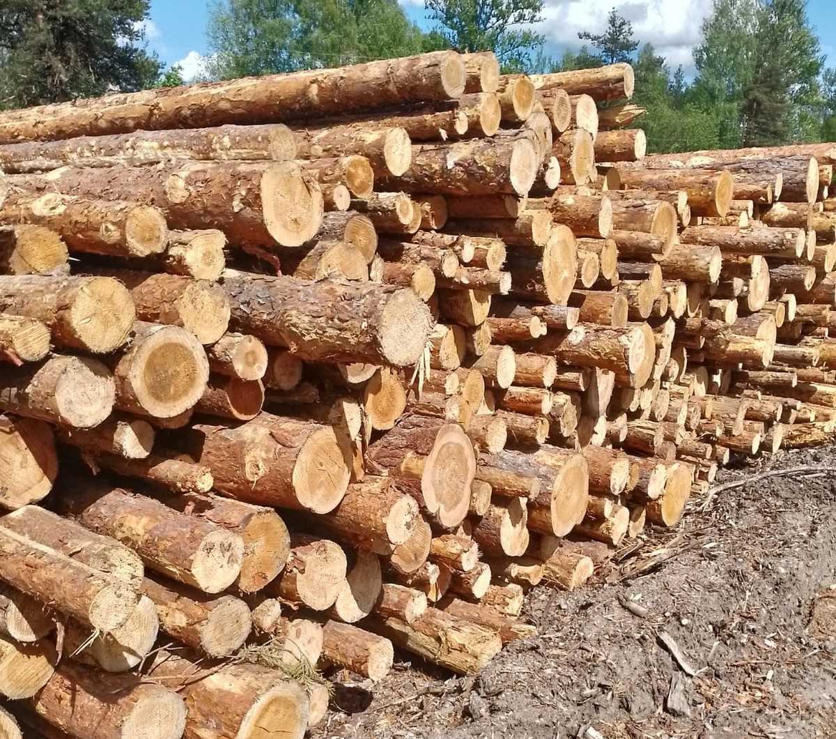 Вся лесопродукция прошла фитосанитарный контроль ведомства на соответствие требованиям стран-импортё