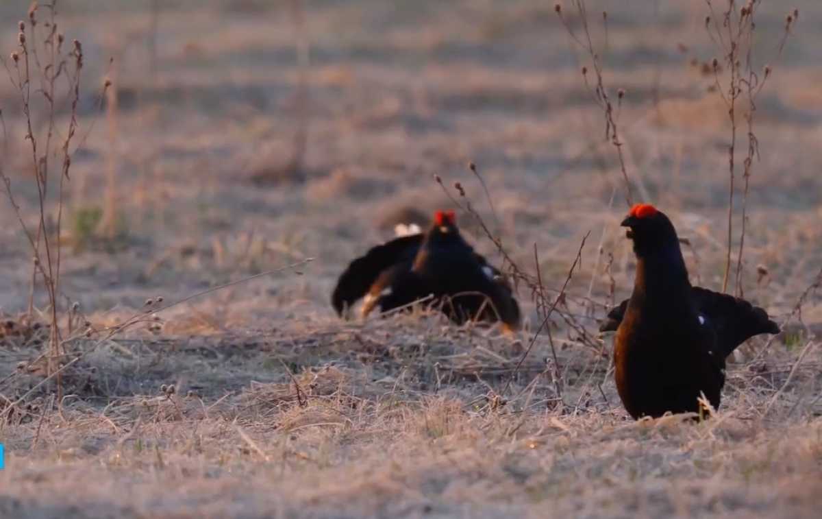 Весной, тетерева устраивают настоящие представления ради того, чтобы одна из самок выбрала именно ег