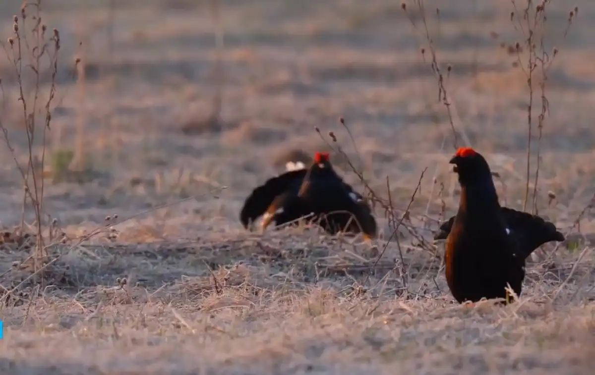 Весной, тетерева устраивают настоящие представления ради того, чтобы одна из самок выбрала именно ег