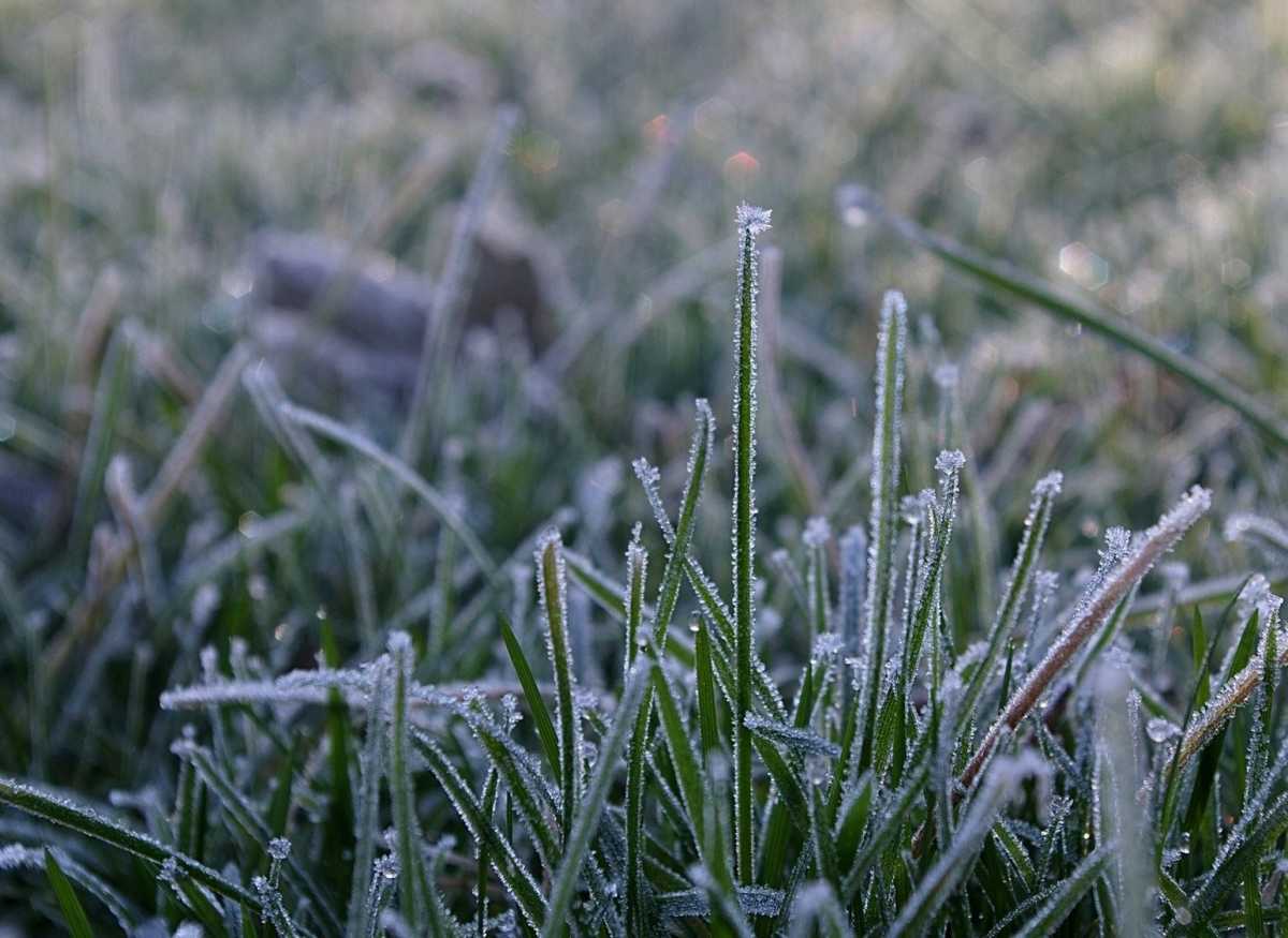 С завтрашнего дня в регионе прогнозируют заморозки