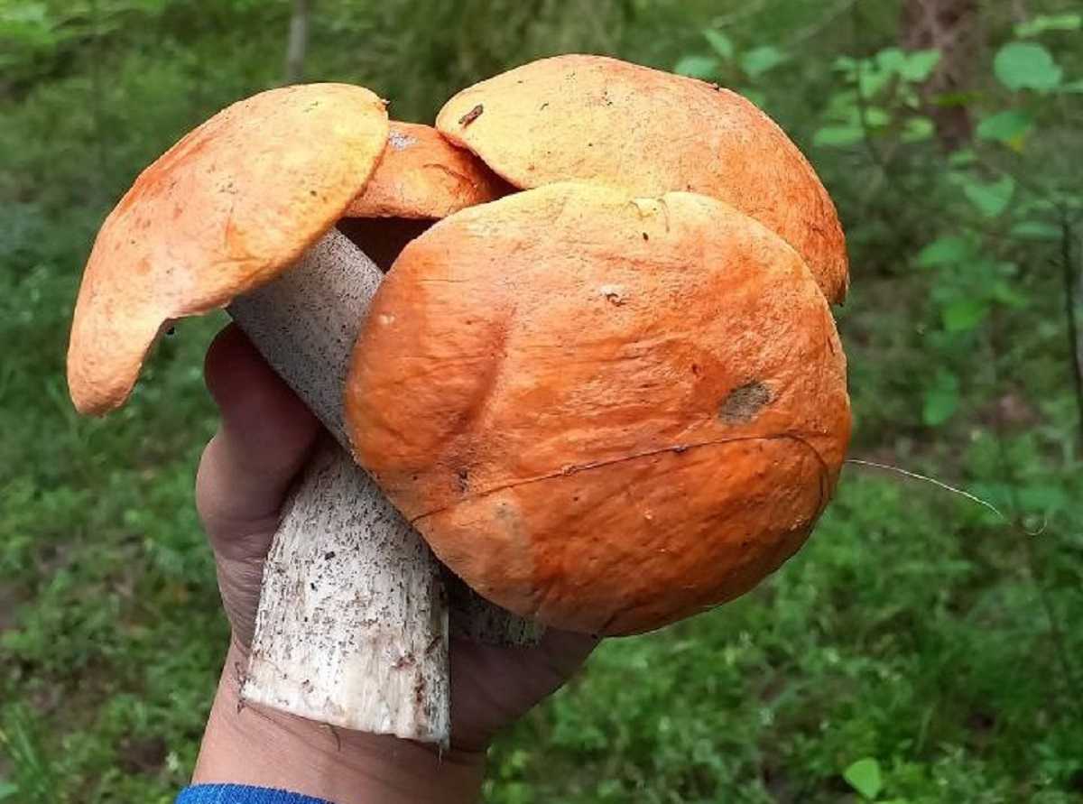 Врачи призывают новгородцев быть бдительными при сборе грибов