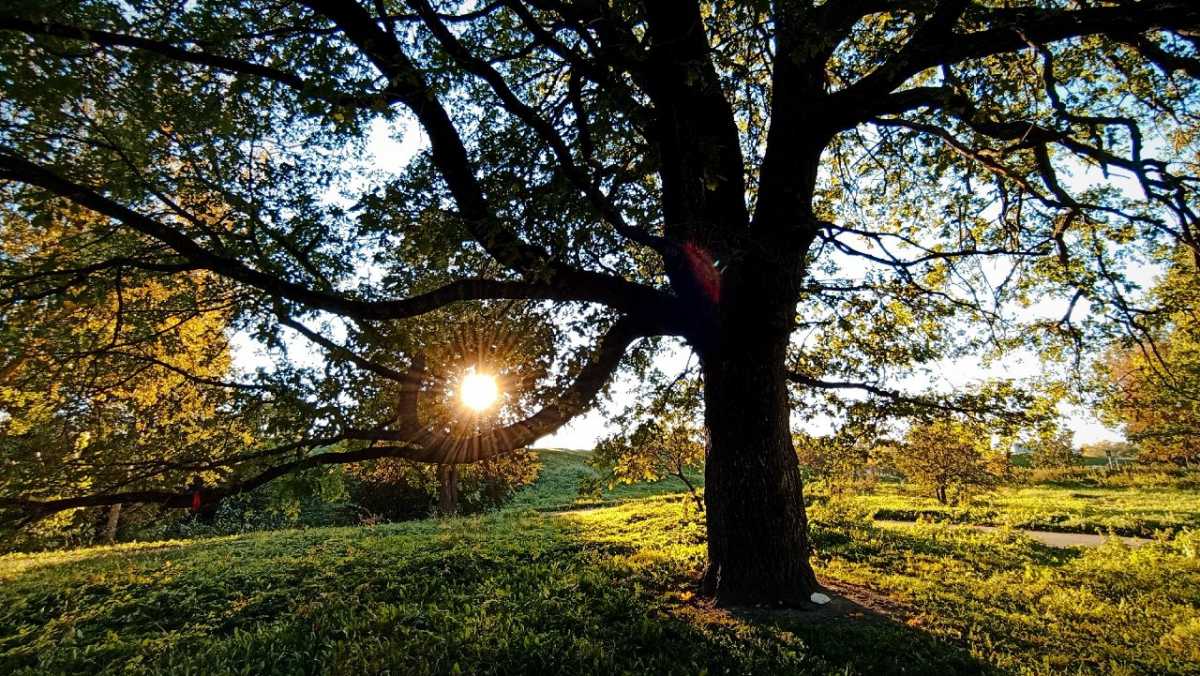 В Новгородской области сохранится сухая погода