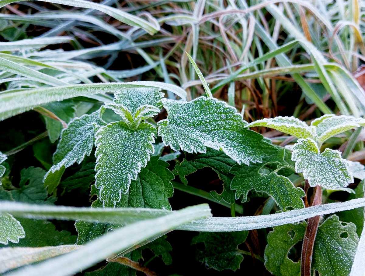 По ночам в Новгородской области теперь заморозки.