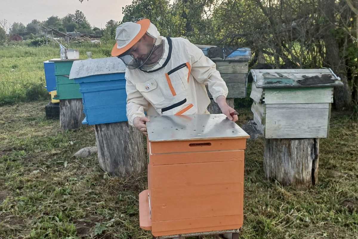 В основании улья располагается автоматическая поилка с сиропом.